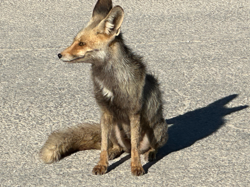 Red Fox