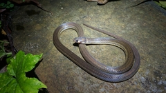 Tantilla melanocephala