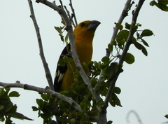 Pheucticus chrysopeplus