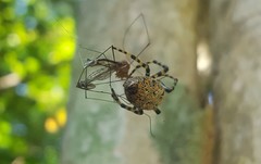 Alpaida alticeps
