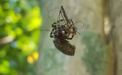 Alpaida alticeps