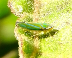 Graphocephala apicata
