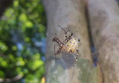 Alpaida alticeps