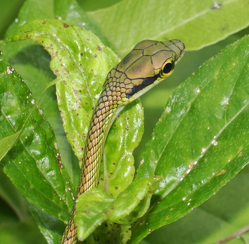 Leptophis urostictus