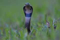 Monocled Cobra photo 5