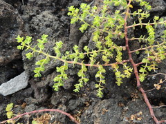 Euphorbia amplexicaulis