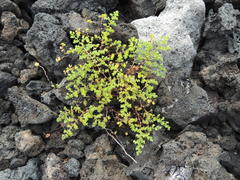 Euphorbia amplexicaulis