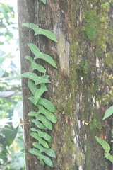 Adenia cordifolia