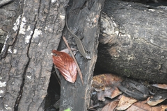 Eutropis rudis
