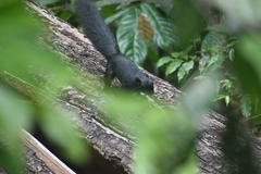 Callosciurus prevostii pluto