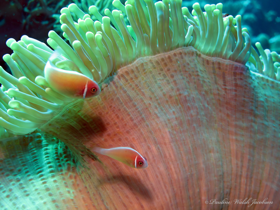 Clown fish