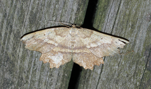 Muzaria euchlaena moth photo 2
