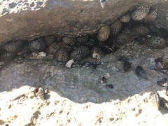 Nerita tessellata
