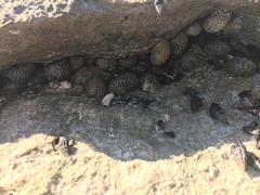 Nerita tessellata