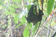 Pteropus vampyrus