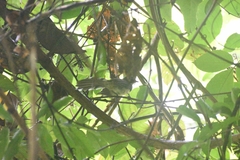 Rhipidura javanica