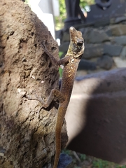 Anolis roquet
