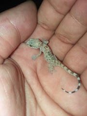 Hemidactylus turcicus