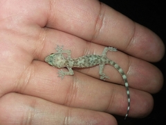 Hemidactylus turcicus