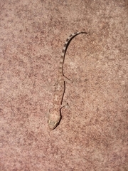 Hemidactylus turcicus