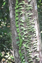 Adenia cordifolia