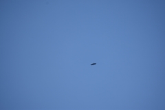 Nisaetus cirrhatus limnaeetus