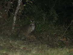 Macropodidae