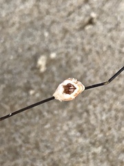 Conopea galeata