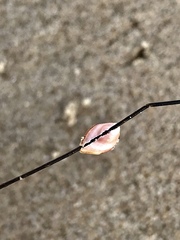 Conopea galeata
