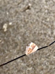 Conopea galeata