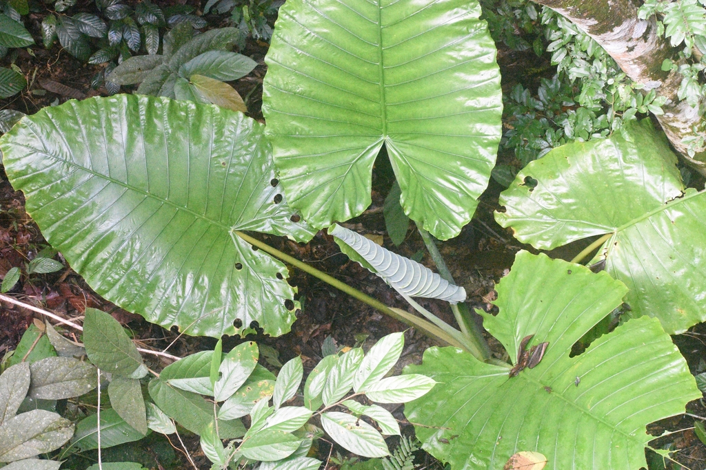 Alocasia robusta