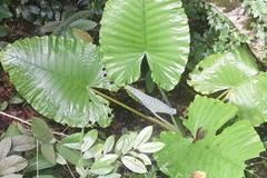 Alocasia robusta
