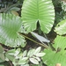 Alocasia robusta - Photo 由 belyykit 所上傳的 (c) belyykit，保留部份權利CC BY-NC