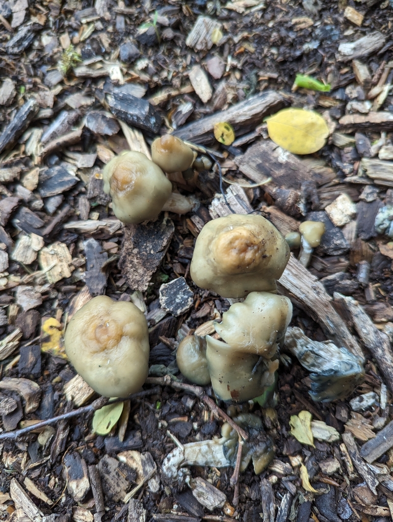 Psychedelic Ovoid Mushroom in June 2023 by Tim Best · iNaturalist