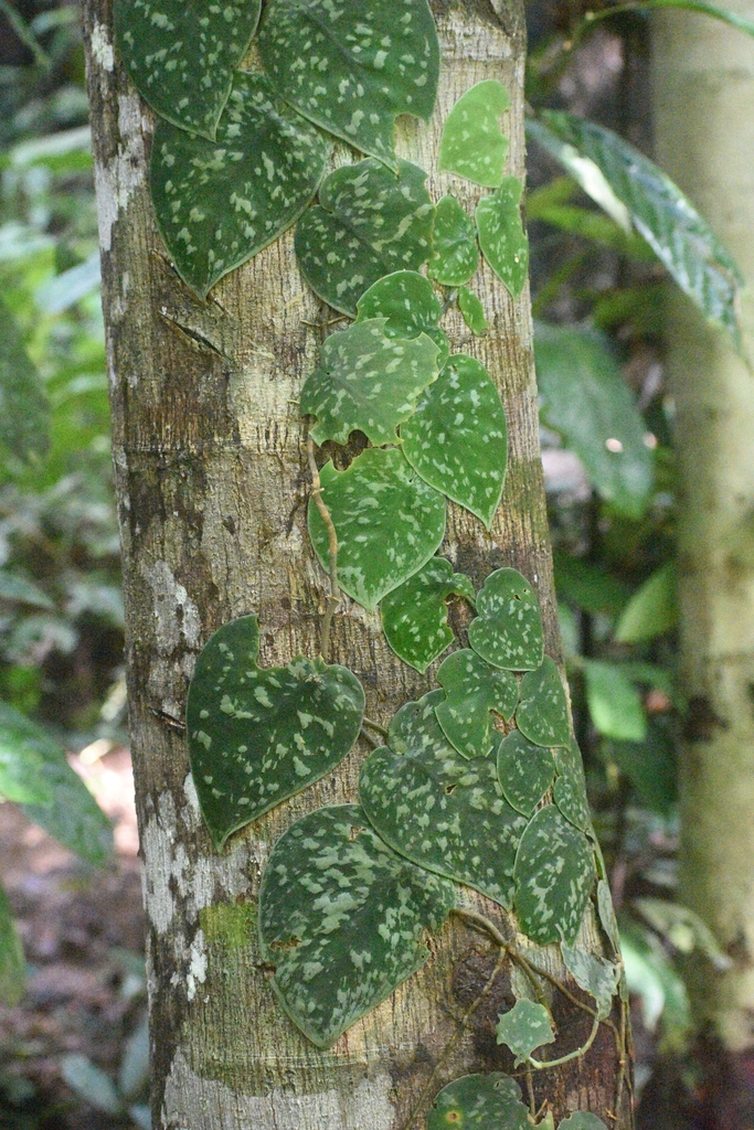 satin pothos (Scindapsus pictus) · iNaturalist satin pothos (Scindapsus pictus) · iNaturalist