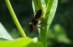 Oncopeltus unifasciatellus