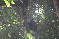 Pongo pygmaeus morio