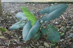 Alocasia scabriuscula