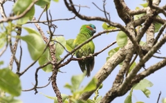Cyclopsitta diophthalma