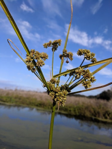 Cyperus distinctus image