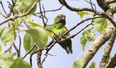 Cyclopsitta diophthalma