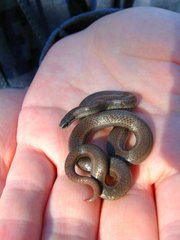 Contia tenuis