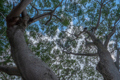 Enterolobium cyclocarpum