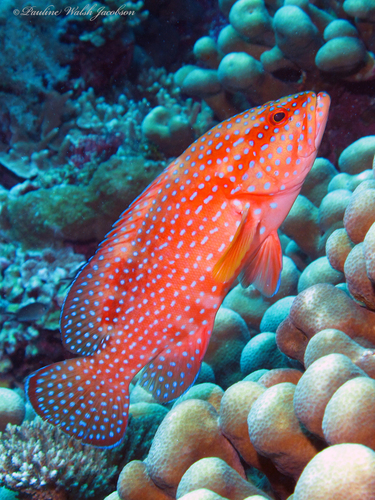 Coral Grouper
