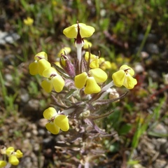 Triphysaria eriantha