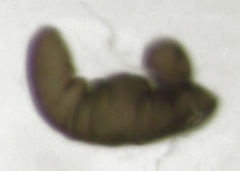 Hypurus bertrandi