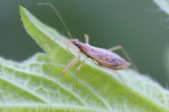 Nabis rufusculus