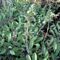 Salvia sonomensis