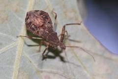 Acholla multispinosa