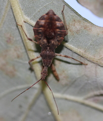 Acholla multispinosa